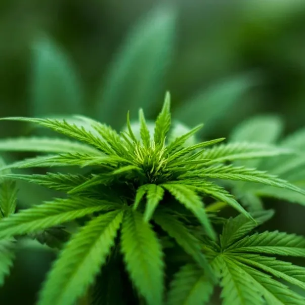 cannabis-oil-in-vape-jpg.webp